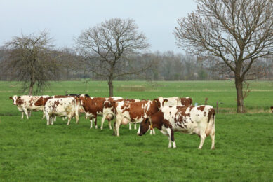 The research, carried out by the Animal Welfare Committee (AWC), considered whether invisible fencing can be used without detriment to livestock health and welfare in the light of the growing use of neck collars in invisible fencing systems among cattle, sheep and goats. Photo: Henk Riswick