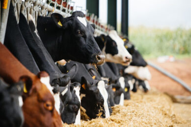 As feed costs rise, feed efficiency becomes one of the key economical drivers that farmers must monitor closely. Photo: Alltech