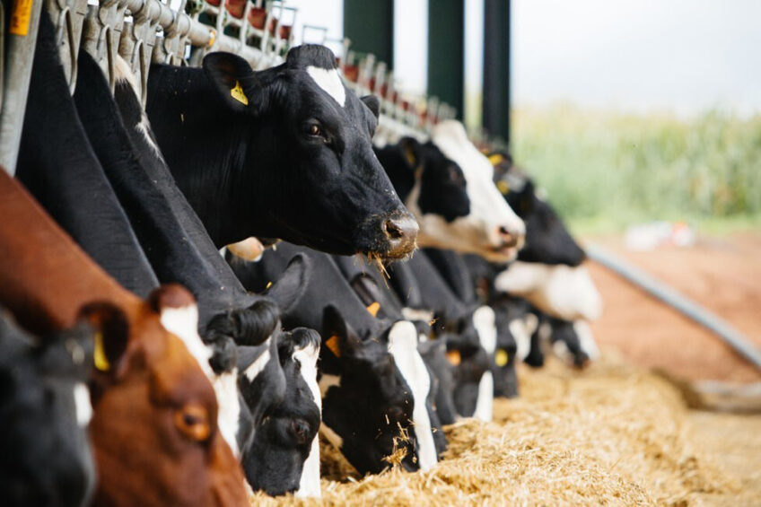 Feed efficiency imperative against inflation - Dairy Global
