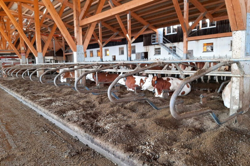 These cows lie in cubicles bedded with straw pellets and separated manure. Photo: Chris McCullough