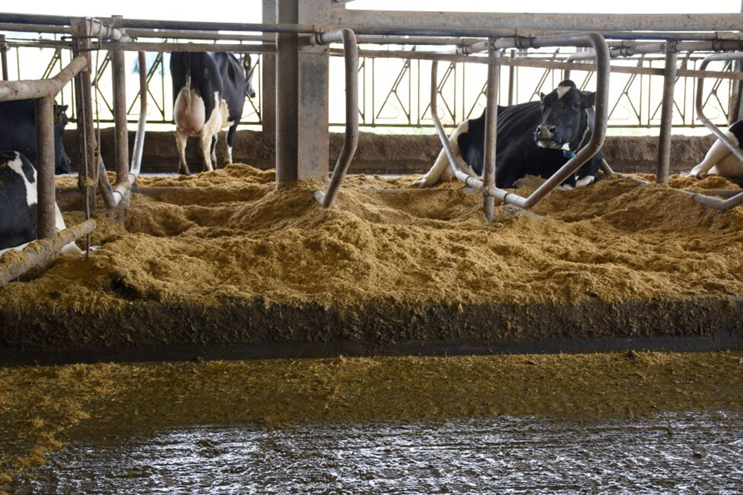 Sawdust is widely used as bedding material. Photo: Chris McCullough