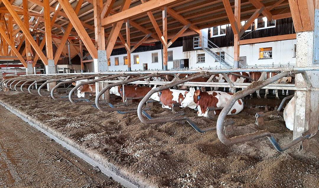 Cows on cubicles bedded with straw pellets and separated manure. Photo: Chris McCullough