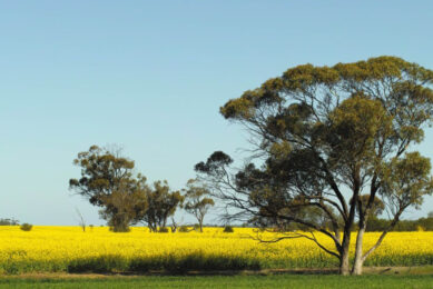 Less common winter mono-culture crops currently being trialled. Canola is one of the crops showing strong potential in producing-high yielding, high-quality silage. Photo: René Groeneveld