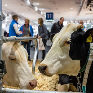 EuroTier: A spotlight on dairy innovations