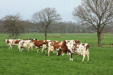 Margrethe Jonkman, global director research and development at FrieslandCampina, said the research showed the determination of Dutch dairy farmers who remain committed to delivering food with an increasingly lower climate impact. Photo: Henk Riswick