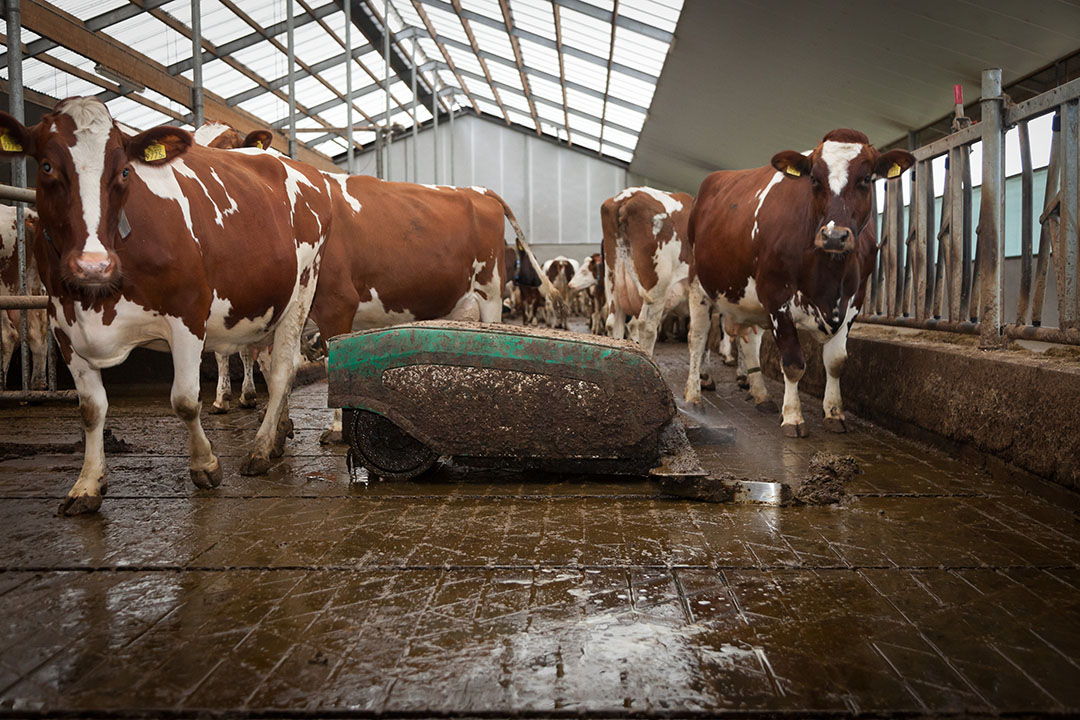 Manure separation systems can help reduce GHG and ammonia emissions in stables through faster separation and removal of faeces and urine. Photo: Joris Telders
