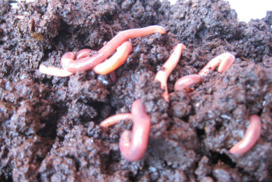 Earthworms are used to aerate the substrate. Vermifiltration produces vermicompost which can be used on soil and crops. Photo: Sustainable Sanitation Alliance