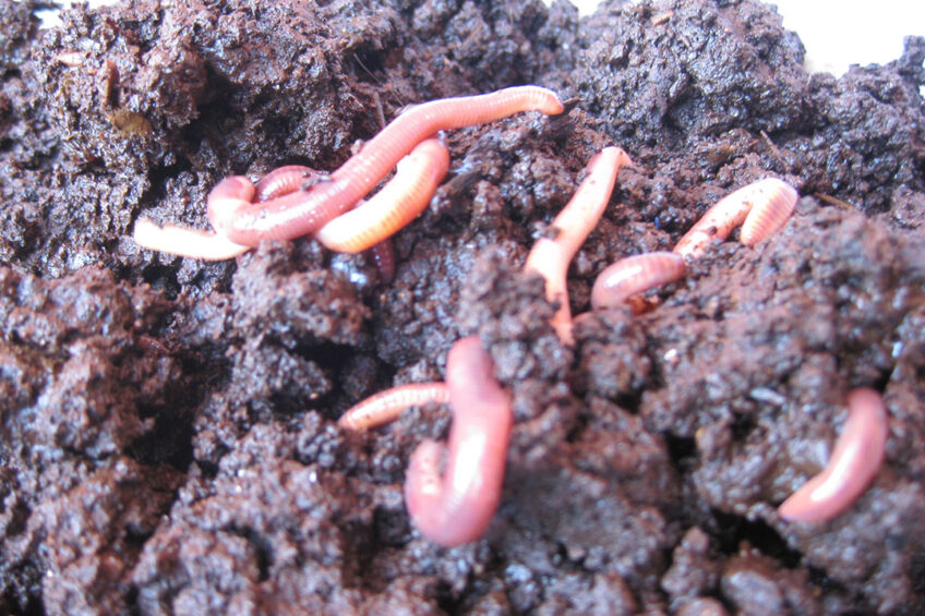 Earthworms are used to aerate the substrate. Vermifiltration produces vermicompost which can be used on soil and crops. Photo: Sustainable Sanitation Alliance