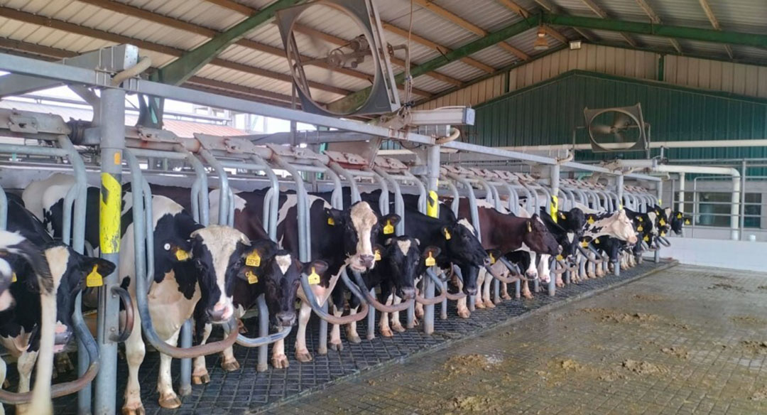 Cows are milked in a fast exit 20/20 parlour. Photo: Chris McCullough