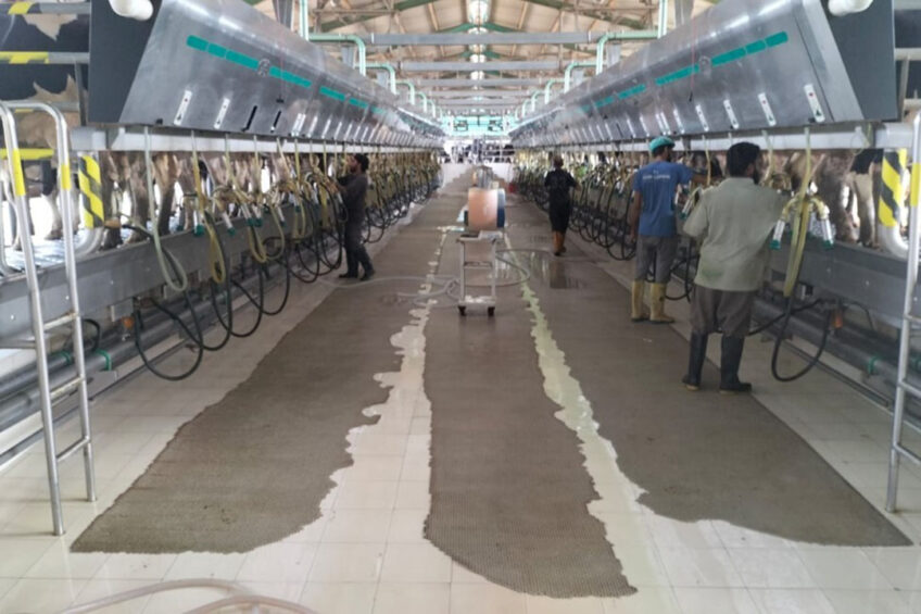 One of the farms that is excelling to reach new production goals is the RKB Dairy. Here, cows are milked three times per day. Photo: Chris McCullough