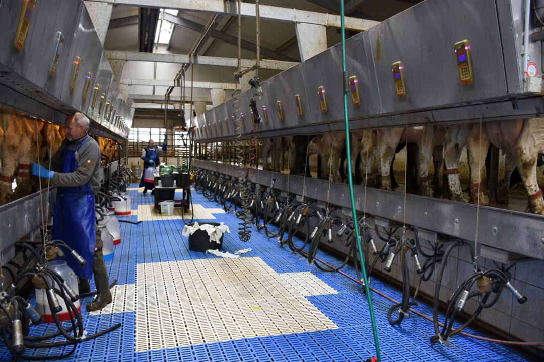 Cows are milked three times per day in the Boumatic 20/20 parlour. Photo: Chris McCullough