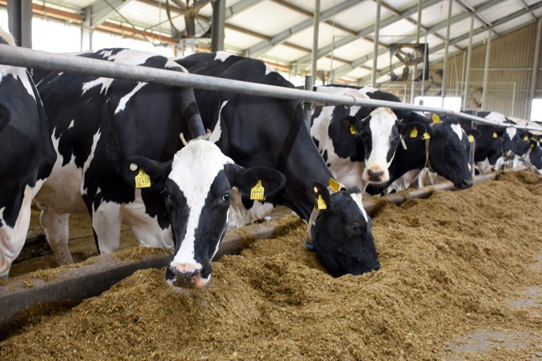 All the cows are Holstein and are genomically tested for breeding purposes. Photo: Chris McCullough