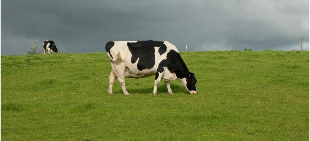Boosting soil and slurry value on dairy farms 5 A 20-30% inclusion of white clover has the potential to fix 180kgN/ha. Photo: Canva