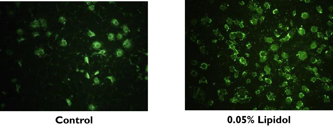 Rat intestinal cells indicating increased glucose absorption after 1 hour with lysophopspholipid. Photo: Pathway