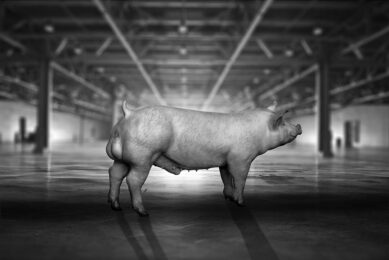 Photo: Topigs Norsvin