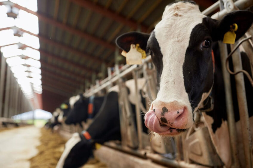 Supplementing dairy cows during high-risk periods with the yeast postbiotic Safmannan helps to strengthen their natural defences and regulate the response of the innate immune system. Photo: Canva