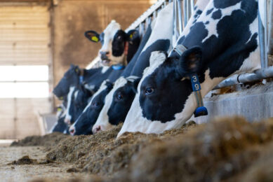 Western sanctions also impacted the Russian dairy industry, Belov said, adding that there are issues around supplying import equipment, spare parts, veterinary drugs, and so on.  Photo: Jan Willem Schouten