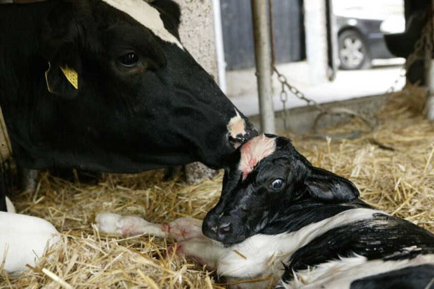 Margret Wenker, a postdoctoral researcher found out that health is not a reason to prevent cow-calf contact. She stated: “Animal welfare is not just a matter of health but also of being able to exhibit your natural behaviour." Photo: Michel Zoeter