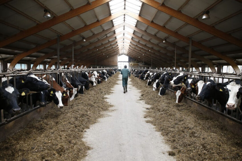 Some farmers can’t find any applicants and the lack of staff has led some farmers to decide to milk less cows. Photo: Hans Prinsen