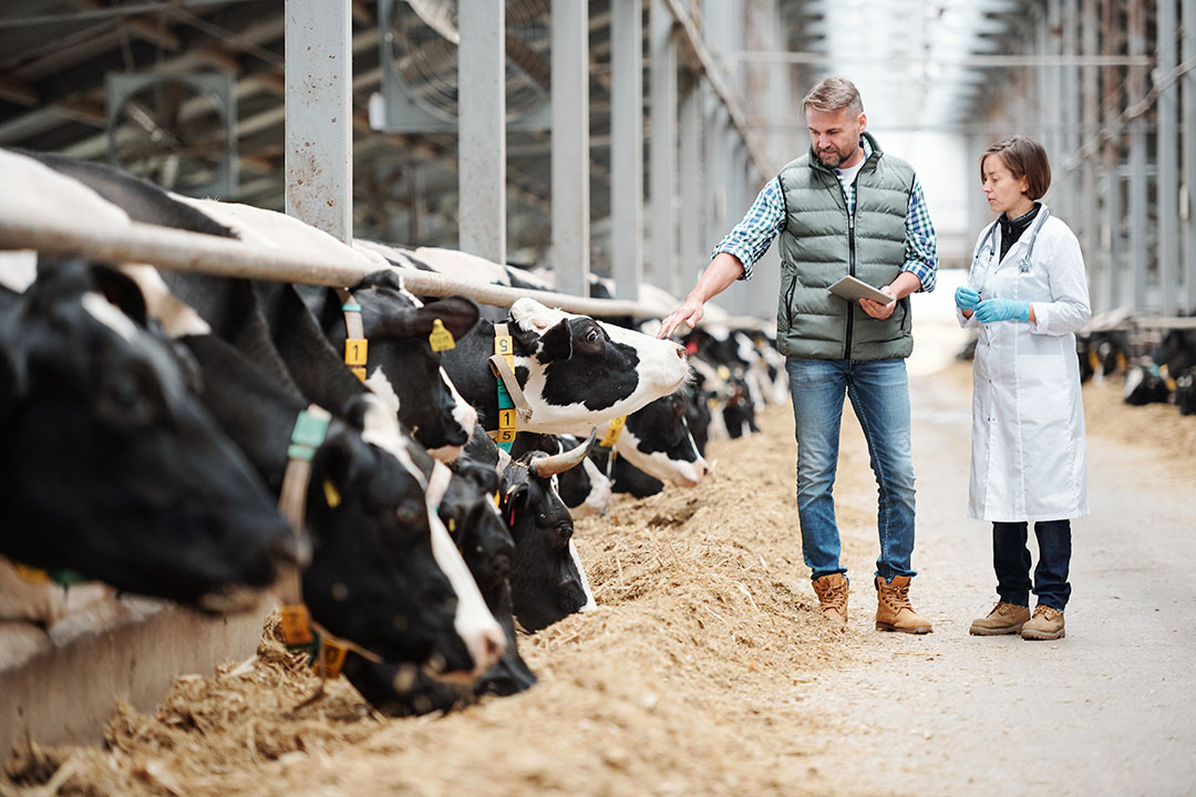 Body condition scoring, rumen fill scoring and manure scoring on a daily basis can give a solid outcome regarding health and welfare status of the cows. Photo: shutterstock
