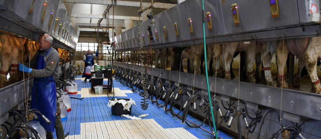 Cows are milked three times per day in the Boumatic 20/20 parlour. Photo: Chris McCullough