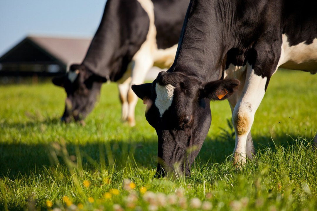 Automatic milking systems in Australia are still predominantly pasture based. Photo: DeLaval