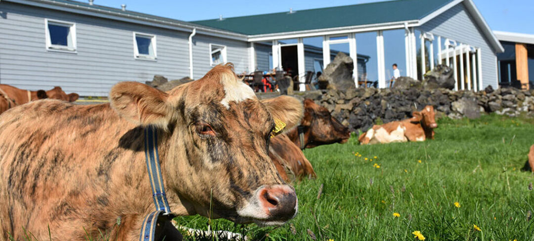 Farmland in north Iceland is very rugged and can be difficult to grow grass on. Photo: Chris McCullough