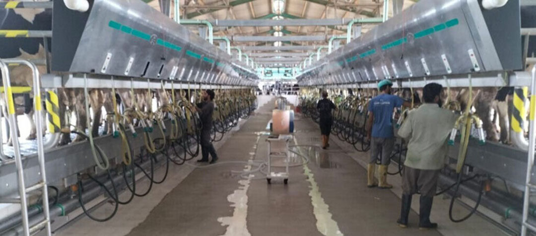 One of the farms that is excelling to reach new production goals is the RKB Dairy. Here, cows are milked three times per day. Photo: Chris McCullough