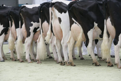 Moderate to severe forms of suboptimal mobility on dairy cows are associated with yield losses, whereas mild forms of suboptimal mobility are linked to elevated somatic cell counts. Photo: Henk Riswick