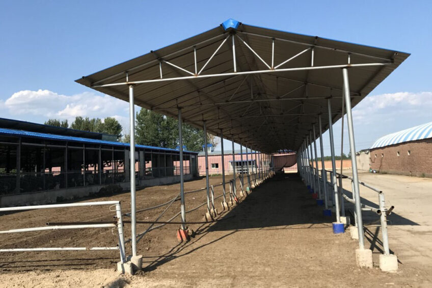Provide shade for cows or youngstock to help combat heat stress. Seeking shade is a clear sign that they are trying to avoid the sun. Photo: Snorri Sigurdsson
