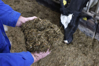 Proteins in normal silages are less efficiently utilised by animals than proteins in fresh crops. Photo: Ruud Ploeg