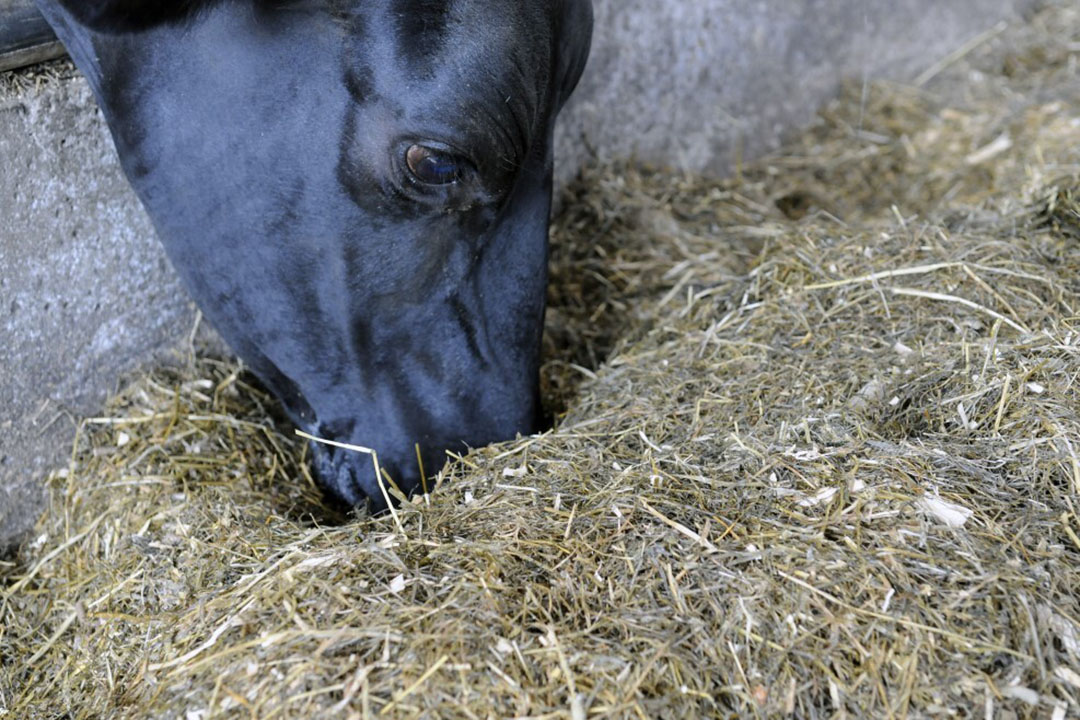 Physical problems such as gum injury (gingivitis) may also be associated with silage feeding, resulting in severe pain in the mouth and reducing feed intake. Photo: Marten Sandburg
