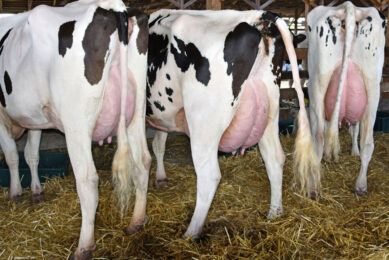 Failing to meet nutrient requirements of the cow may have both a direct impact on immune function to prevent mastitis as well as increasing the cow’s susceptibility to mastitis. Photo: Canva