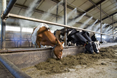 A misting system can provide cooling to the dairy cows on hot days. Photo: Ruud Ploeg Fotografie
