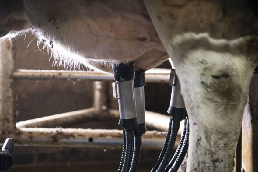 The main goal of mechanical milking is to efficiently harvest milk from clean, dry and properly stimulated teats without detrimental impacts on teat condition and overall dairy cattle health and welfare. Photo: Mark Pasveer