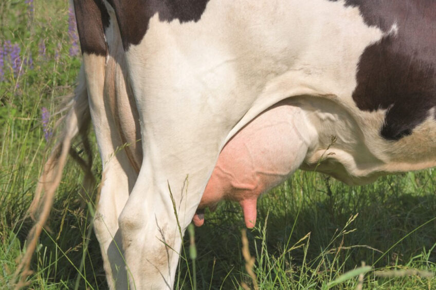 Milk yield under AMS may also be affected by weather conditions. In one study, milk yield was higher during the cold season than in the hot season (32.2 vs. 28.8 kg/d). Photo: Shutterstock