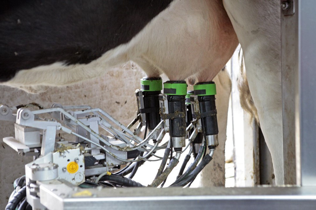 In one study, cows in the AMS group yielded 2.4 kg/d more than cows in the conventional milking system. Photo: Ton Kastermans Fotografie