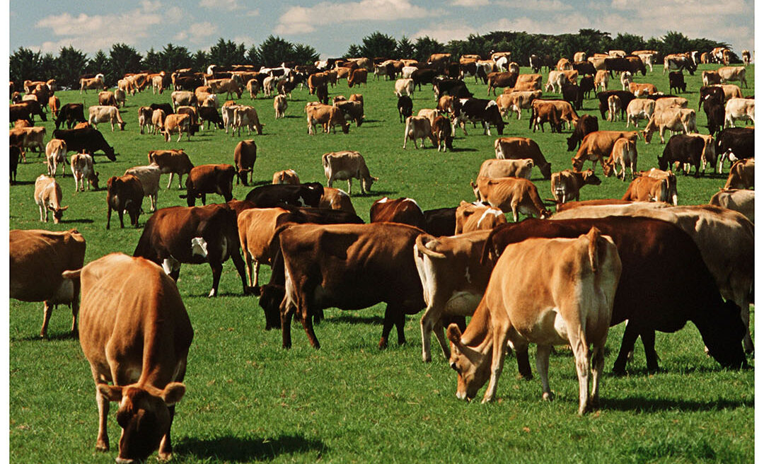 It is also beneficial to add other legumes with low bloat potential into the pasture seed mix, for example, 10% bird foot trefoil. Photo: Canva