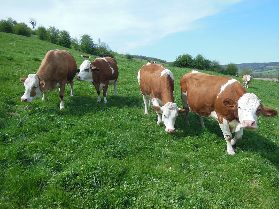 Intra-herd diversity: a lever of robustness for dairy cows herds. Photo: Philippe Caldier