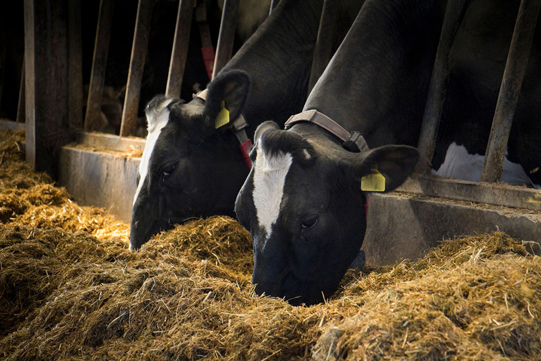 Proportion of cows still open after calving with normal resumption