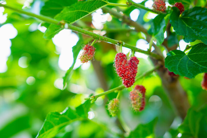 Mulberry silage to promote dairy cow gut health