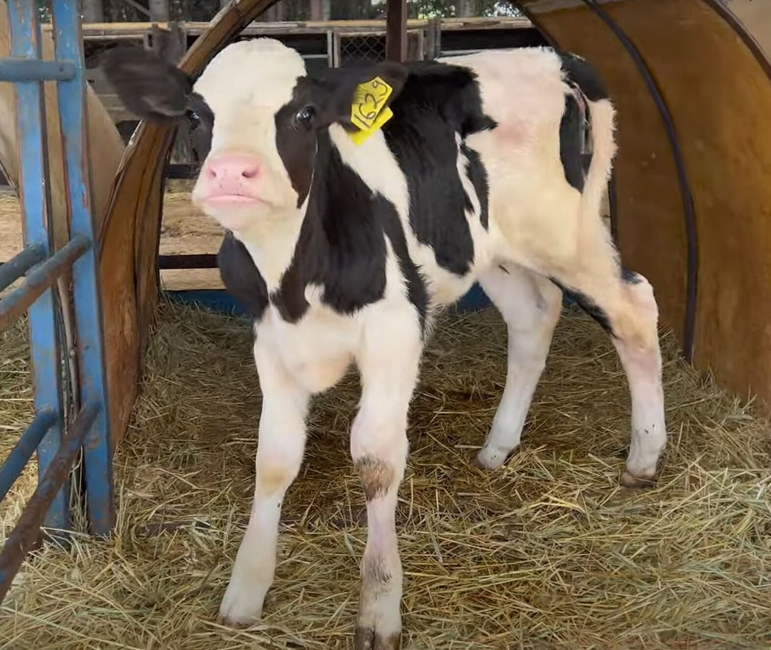 “We do not have a specific breeding strategy here, but our main objective is to be able to continuously have healthy cows that eat well and produce good quality milk.,” says farm owner Eng Kamil Skaff. Photo: Chris McCullough