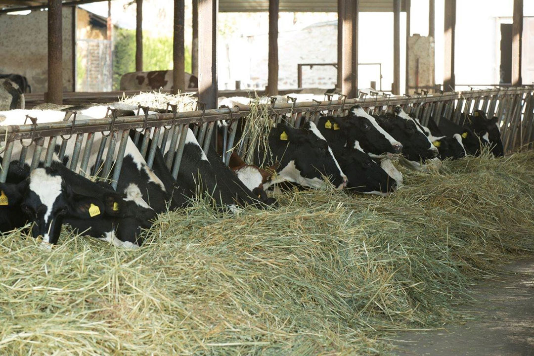 The cows are fed a simple balanced mixed ration that includes corn silage and alfalfa. Photo: Chris McCullough