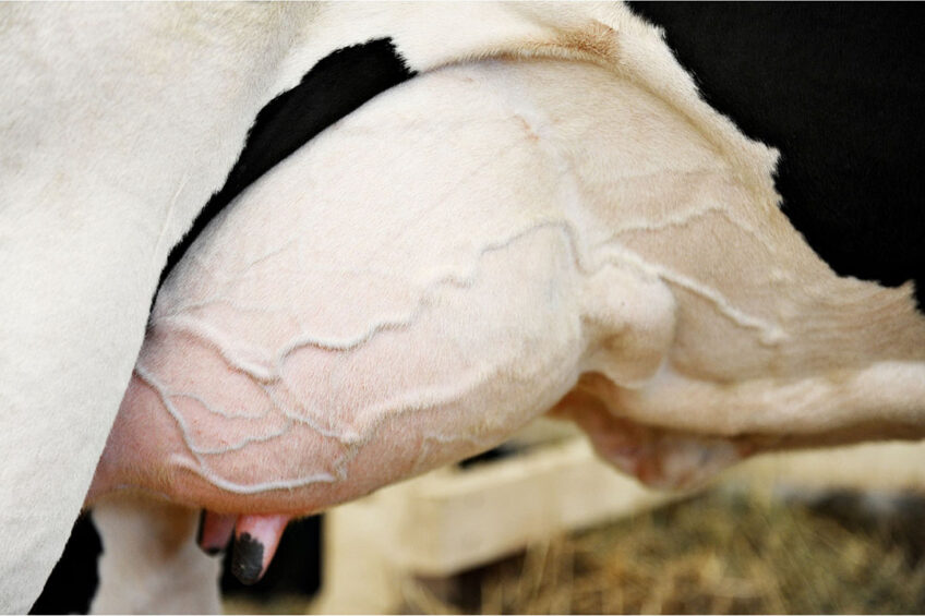 It was reviewed that having a disease within 14 days before the onset of mastitis was associated with the severity of clinical expression of mastitis. Photo: Canva