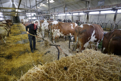 There has been some concern that providing feed 1x may result in slug feeding, which could predispose a cow to sub-acute rumen acidosis. Photo: Ton Kastermans