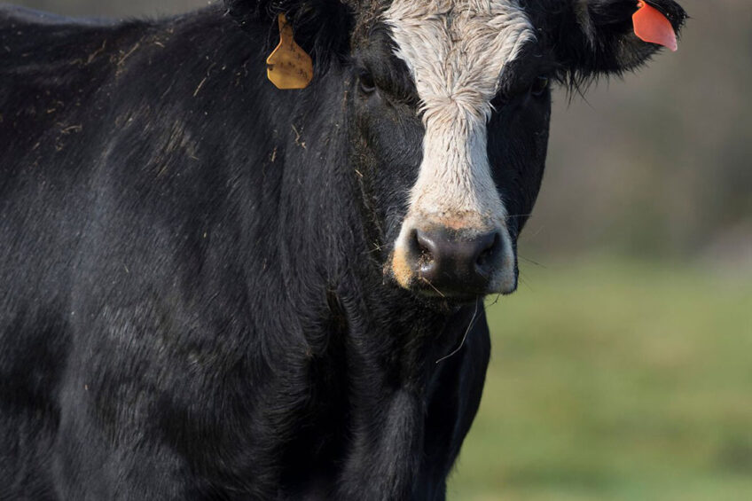 BSE was diagnosed on a farm in the province South Holland during “active surveillance” of a dead beef cow.  Photo: Canva