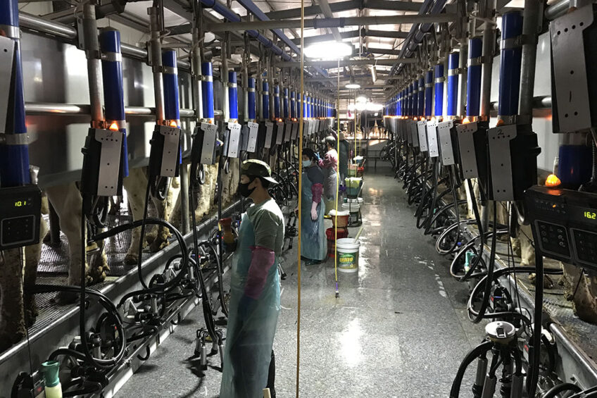 Many farms in China have big milking parlours and often those have so many employees that the efficiency drops dramatically. Photo: Snorri Sigurdsson