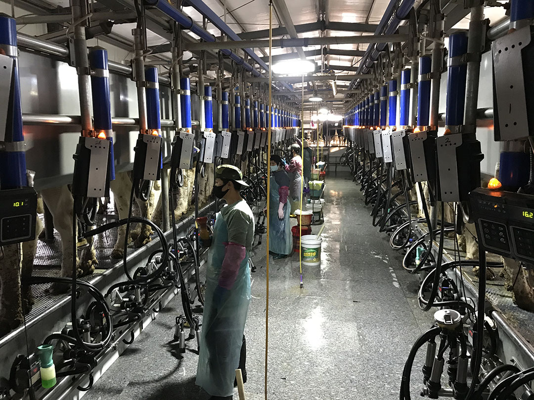 Is it better to have many employees on a dairy farm? - Dairy Global