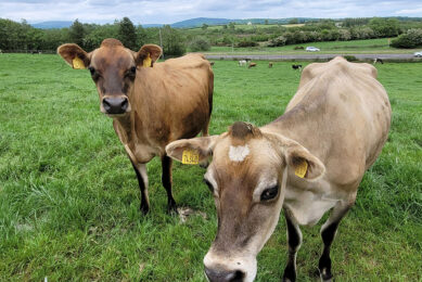 Although the results of the government commissioned tests on the cattle feed have found no toxins present, toxin-producing bacteria were cultured from samples. Photo: Chris McCullough