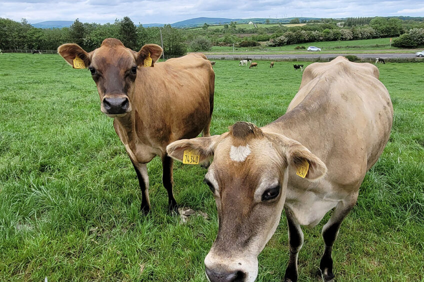 jersey cow